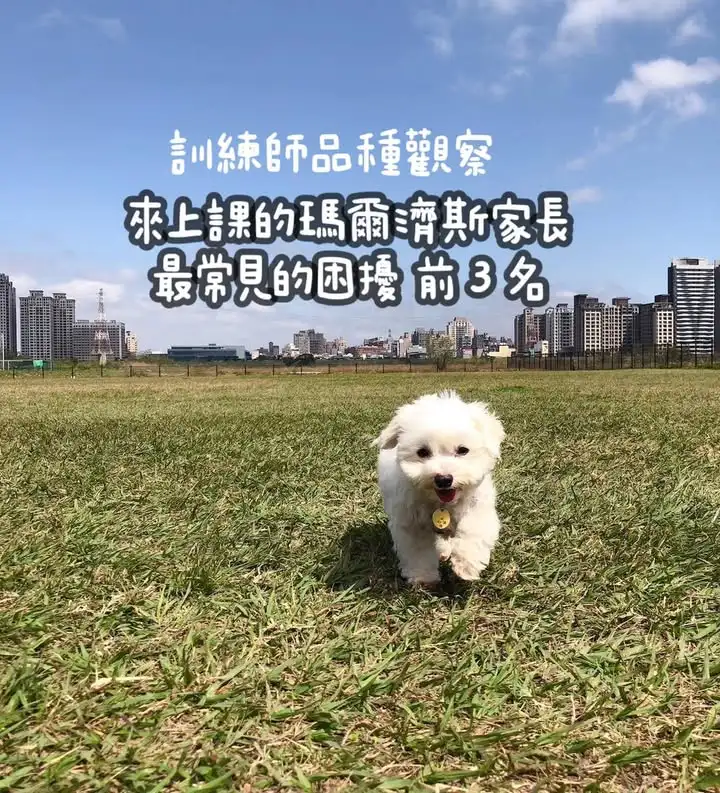 🔎 訓練師品種觀察｜馬爾濟斯篇馬爾濟斯一直是上課的常客之一。小小一隻，存在感倒是從來沒小過。這篇聊聊我這些年遇過的小可愛們。感謝 Model：嘎嘎  阿告  富吉  抓抓📖 參考研究與文獻：McGreevy, P. D., et al. (...
